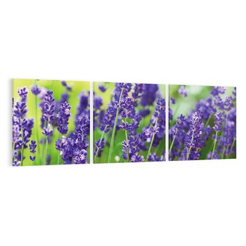 Obraz na płótnie 120x40 - Elegancka lawenda w pełnym rozkwicie - lawenda, kwiaty