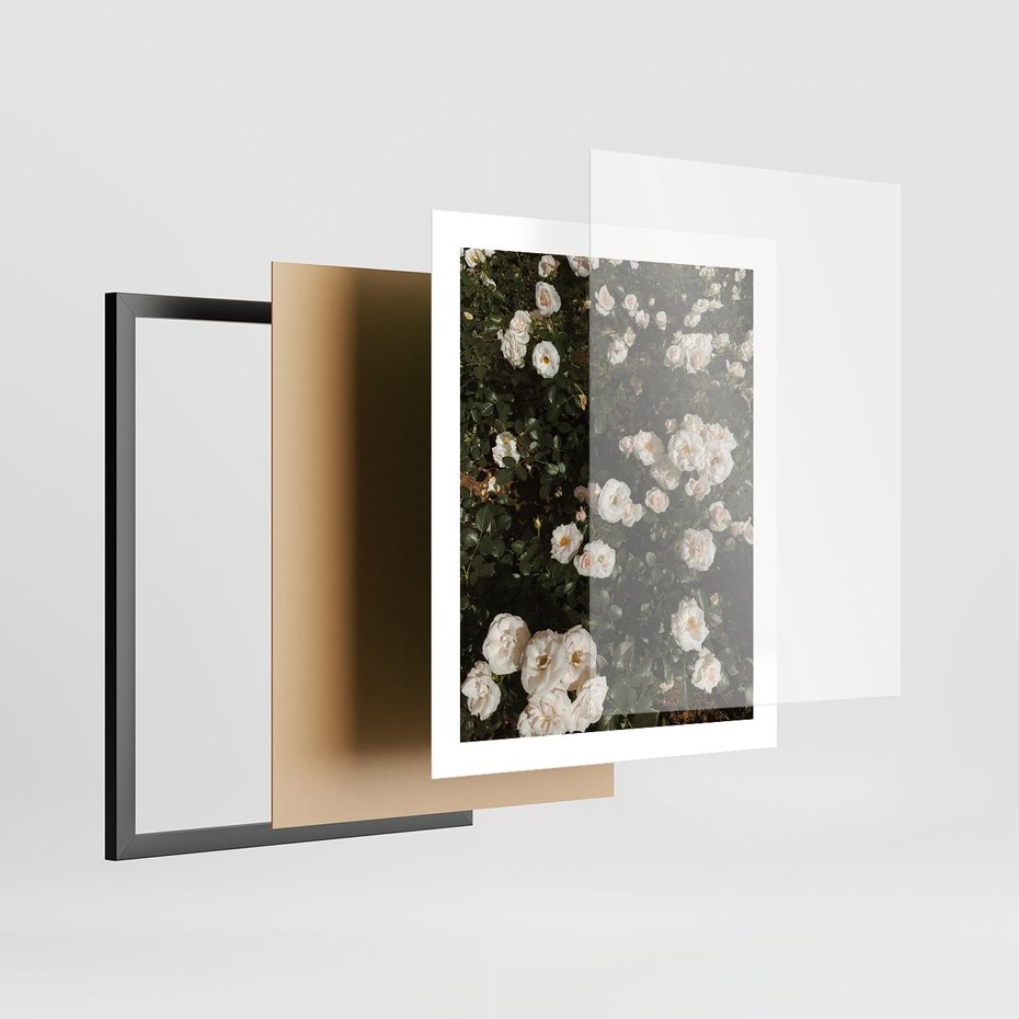 Plakat w ramie 40x50 - Czyste Piękno - białe kwiaty, białe róże - rama czarna