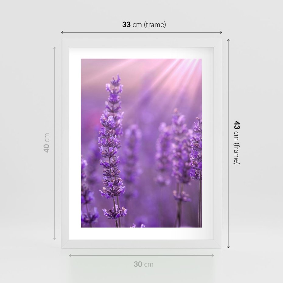 Plakat w ramie 30x40 - Fioletowa harmonia lawendy - lawenda, fiolet - rama biała