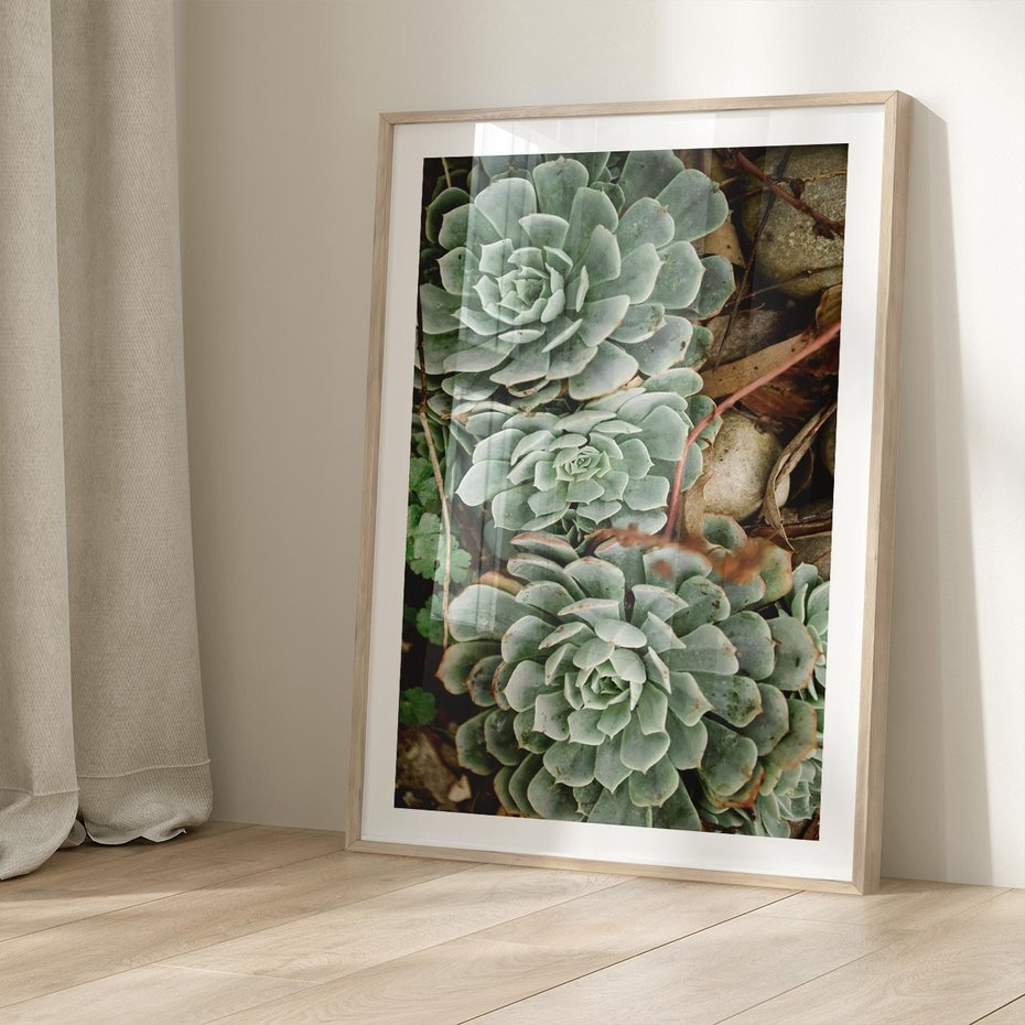 Plakat w ramie 30x40 - Zielona Uroda Sukulentów - sukulenty, zielone liście - rama drewno