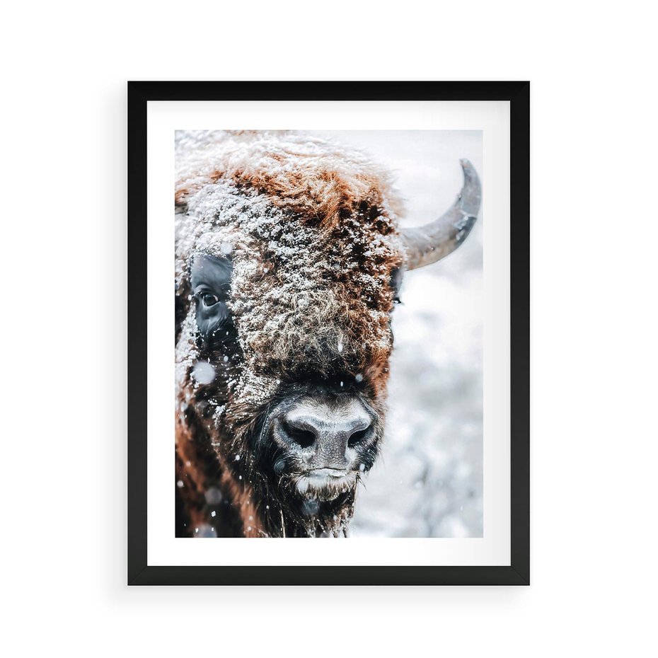 Plakat w ramie 40x50 - Żubr w Krainie Śniegu - żubr, zima - rama czarna