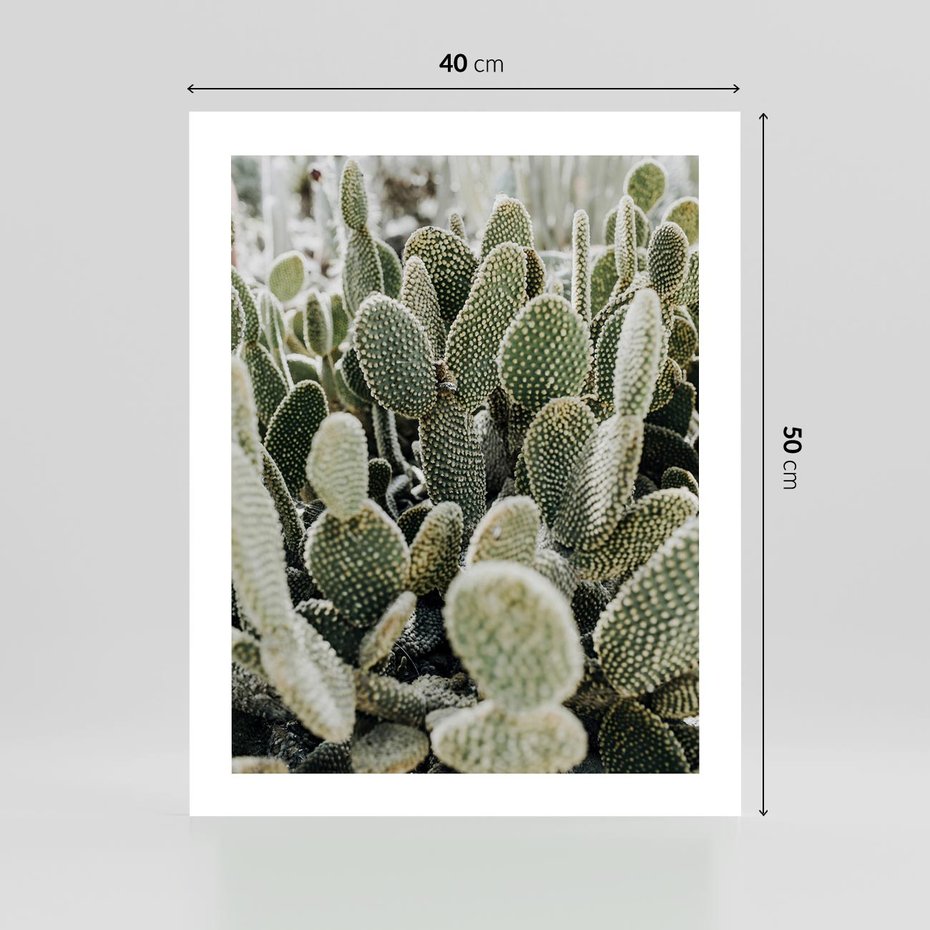 Plakat bez ramy 40x50 - Kaktusowa Harmonia - kaktusy, fotografia
