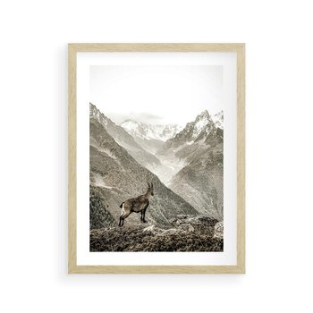 Plakat w ramie 50x70 - Dzikie Piękno: Kozica w Malowniczym Górskim Scenerii - kozica, góry - rama drewno