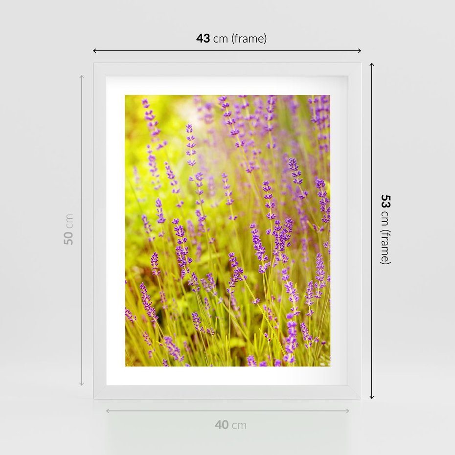 Plakat w ramie 40x50 - Delikatność natury - lawenda, kwiaty - rama biała