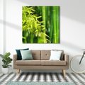 Obraz na płótnie 40x40 - Spokój bambusowego lasu SPA - bambus, drzewa