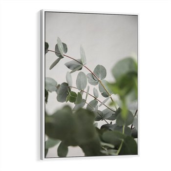 Obraz w ramie 80x120 - Liście eukaliptusa w naturze - eukaliptus, liście - rama biała