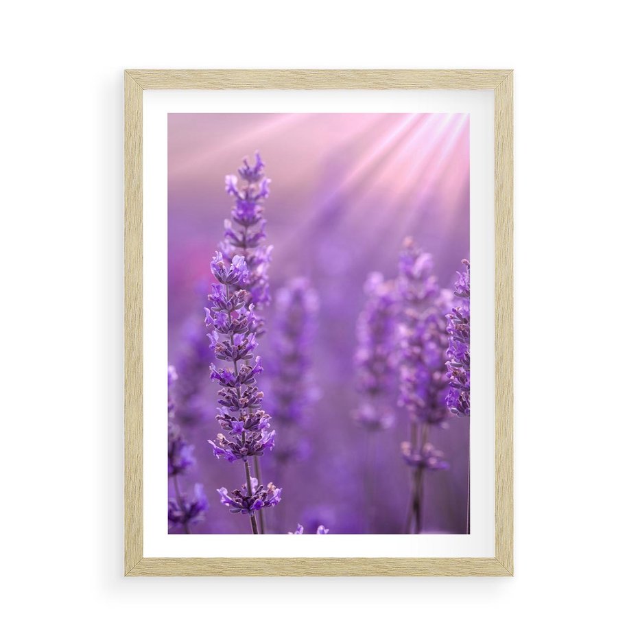 Plakat w ramie 50x70 - Fioletowa harmonia lawendy - lawenda, fiolet - rama drewno