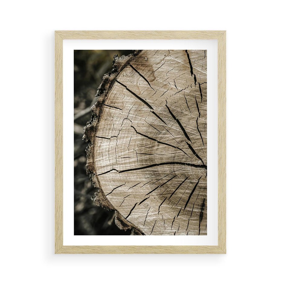 Plakat w ramie 50x70 - Wnętrze Natury - pień, przecięty pień - rama drewno