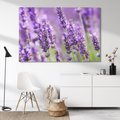 Obraz na płótnie 70x50 - Urok lawendy - lawenda, kwiaty