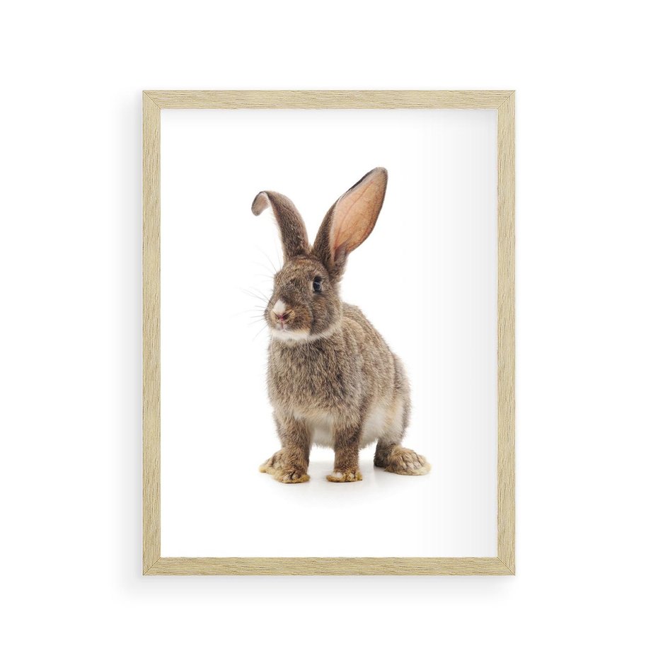Plakat w ramie 30x40 - Delikatna Zwierzęca Uroda - królik, zwierzę - rama drewno