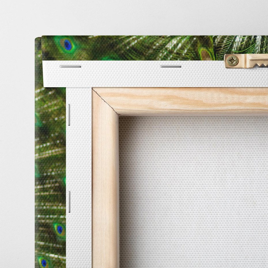 Obraz na płótnie 60x60 - Wspaniałość pawich piór - paw, pióra