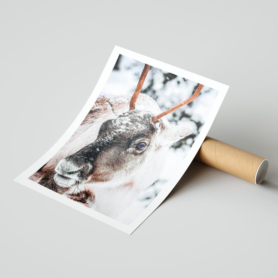 Plakat bez ramy 21x30 - Renifer w Zimowej Krainie - renifer, zima