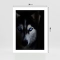 Plakat bez ramy 30x40 - Wilk i husky: siła przyjaźni - wilk, husky