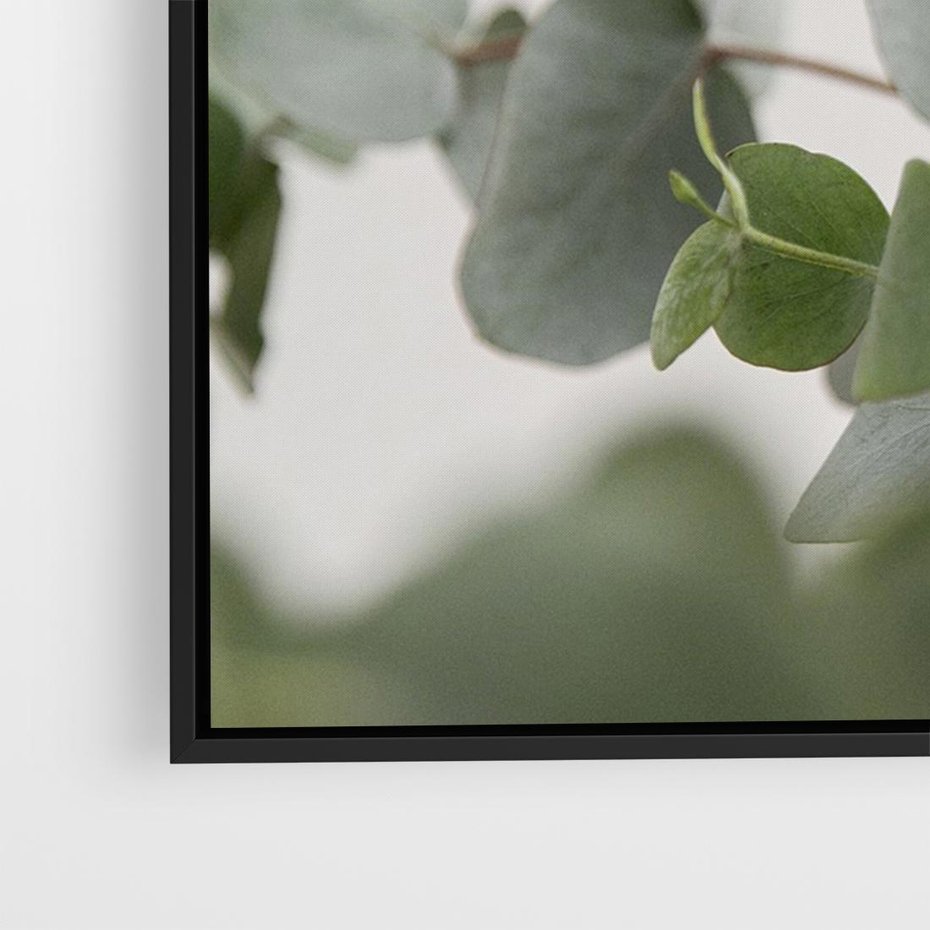 Obraz w ramie 100x70 - Liście eukaliptusa w naturze - eukaliptus, liście - rama czarna