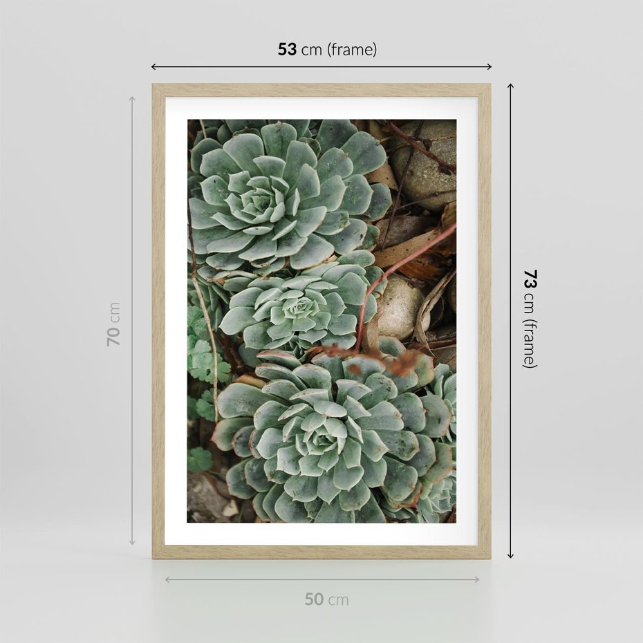 Plakat w ramie 50x70 - Zielona Uroda Sukulentów - sukulenty, zielone liście - rama drewno