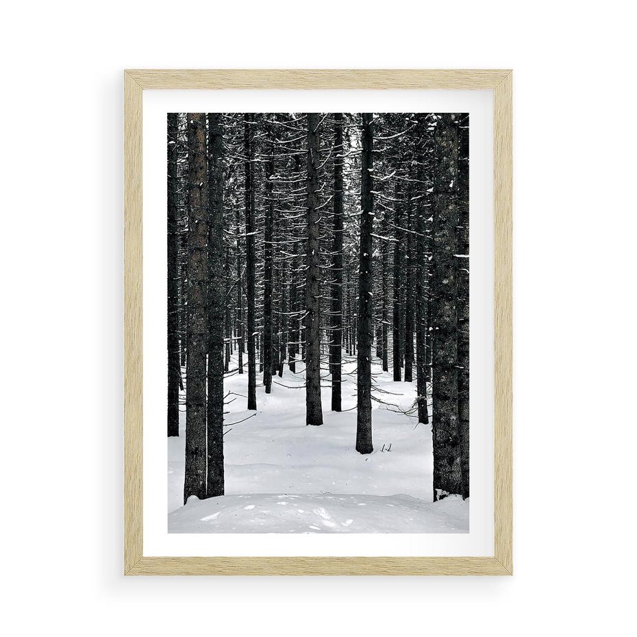 Plakat w ramie 50x70 - Zimowe Drzewa: Śnieg na Pniach - drzew w zimi, pnie drzew - rama drewno