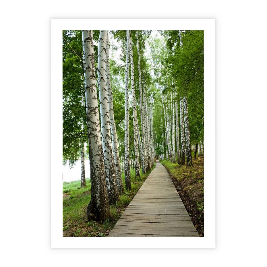 Plakat bez ramy 30x40 - Spacer ścieżką przez brzozowy las - las, ścieżka