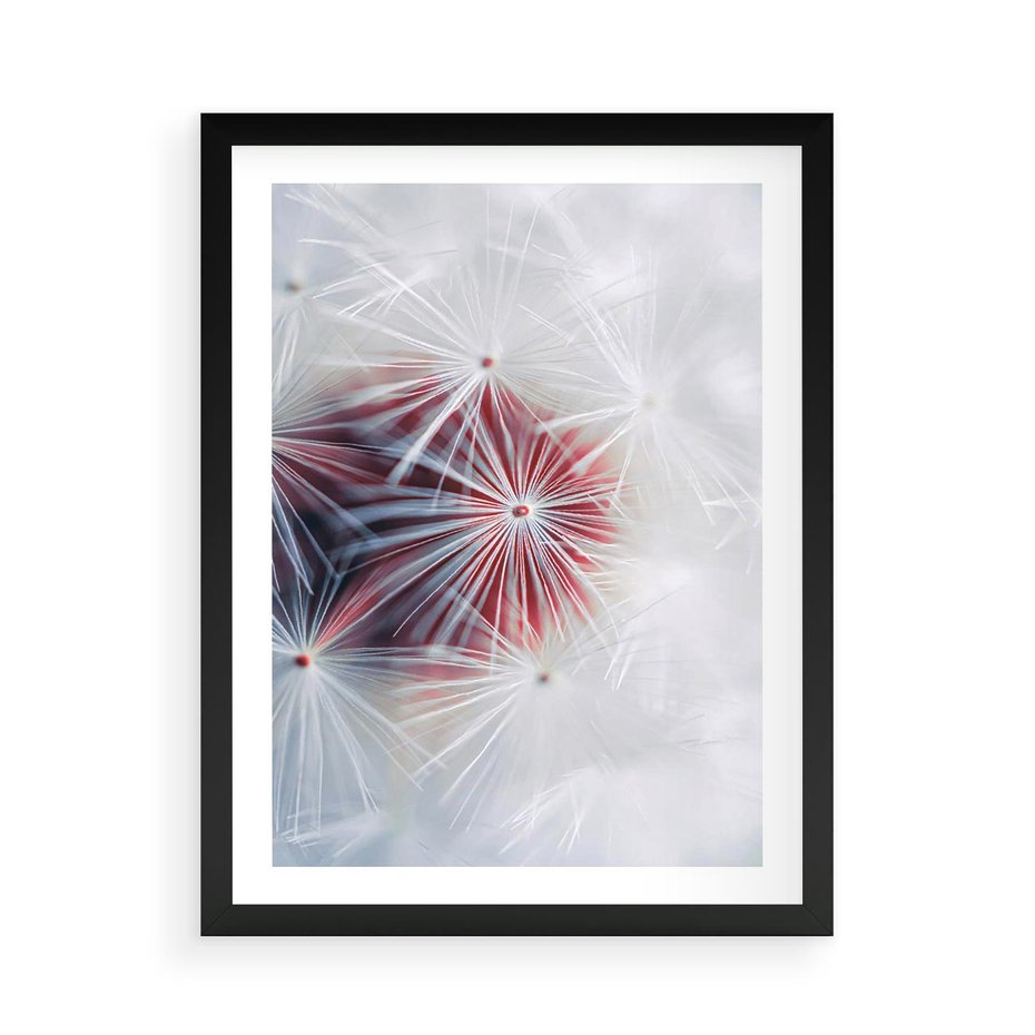 Plakat w ramie 50x70 - Minimalistyczna Delikatność - zbliżenie, dmuchawce - rama czarna