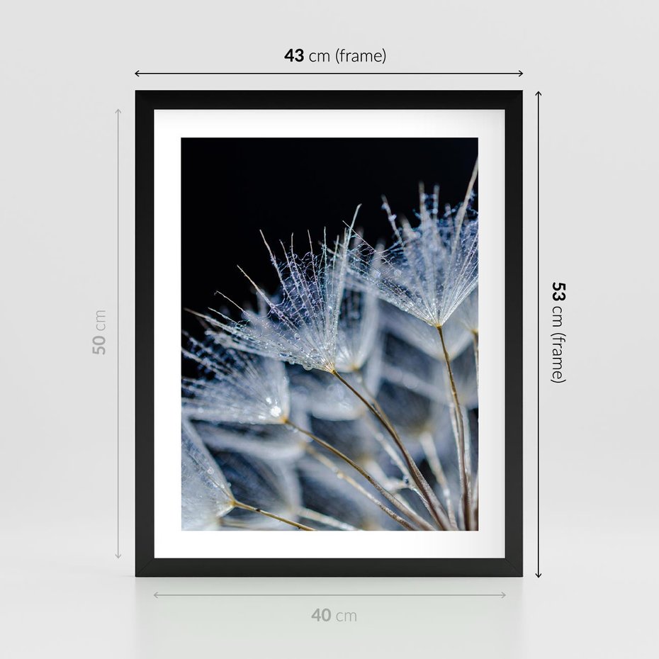 Plakat w ramie 40x50 - Makro piękno dmuchawców - makro, dmuchawce - rama czarna