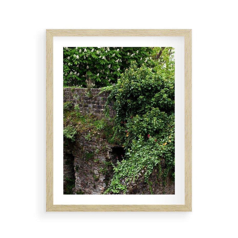 Plakat w ramie 40x50 - Żywiołowa Zieleń - mur, liście - rama drewno