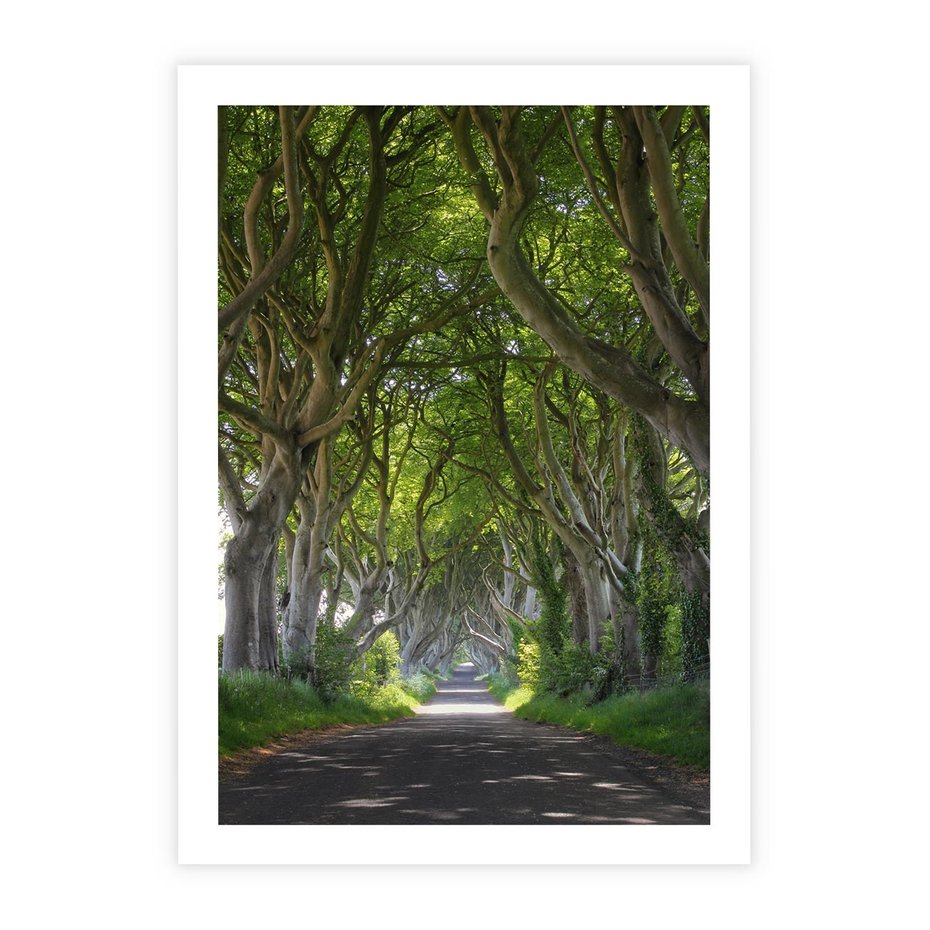 Plakat bez ramy 40x50 - Magiczny Las - drzewa, las