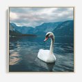 Obraz w ramie 80x80 - Łabędzi Śpiew - fotografia, plakat - rama drewno