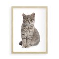 Plakat w ramie 50x70 - Kocie uroki na płótnie - kot, kotek - rama drewno