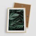 Plakat w ramie 50x70 - Zielone Liście Monstery w Dżungli - zielone liście monstery, dżungla - rama drewno
