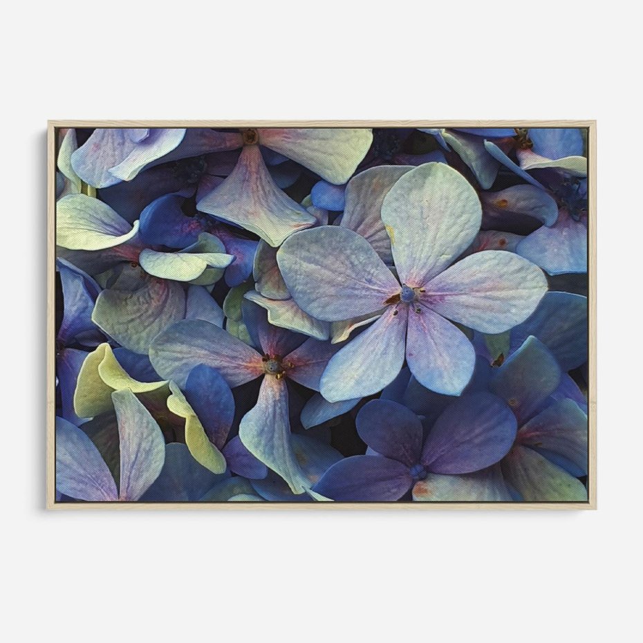 Obraz w ramie 70x50 - Hortensja - delikatność kwiatów - hortensja, kwiaty - rama drewno