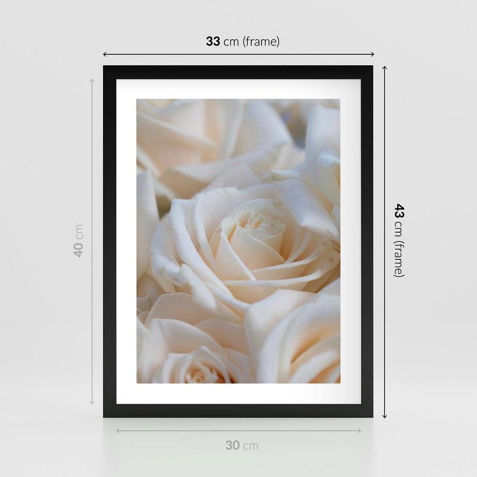 Plakat w ramie 30x40 - Białe róże piękności - białe, róże - rama czarna