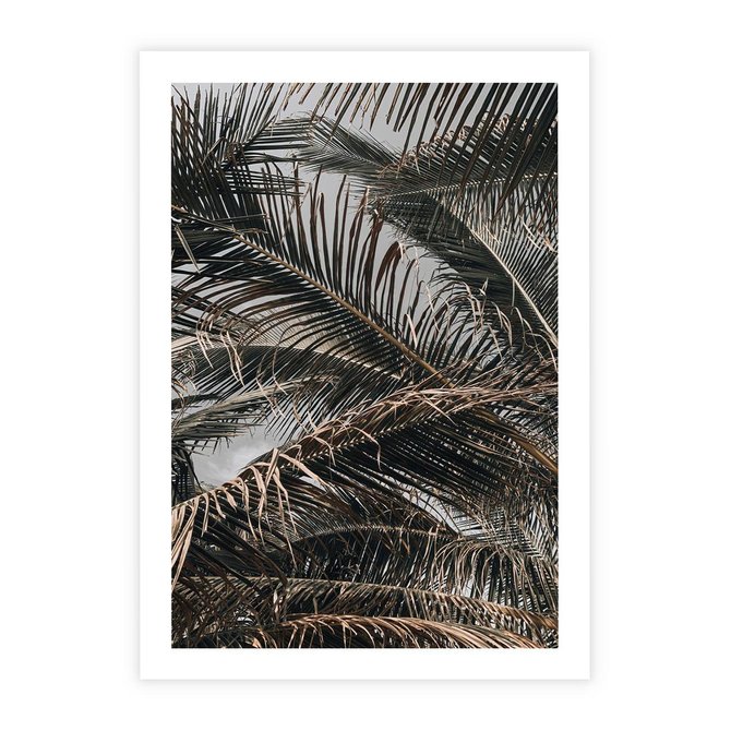 Plakat bez ramy 21x30 - Liściaste Palmy - palmy, drzewa palmowe