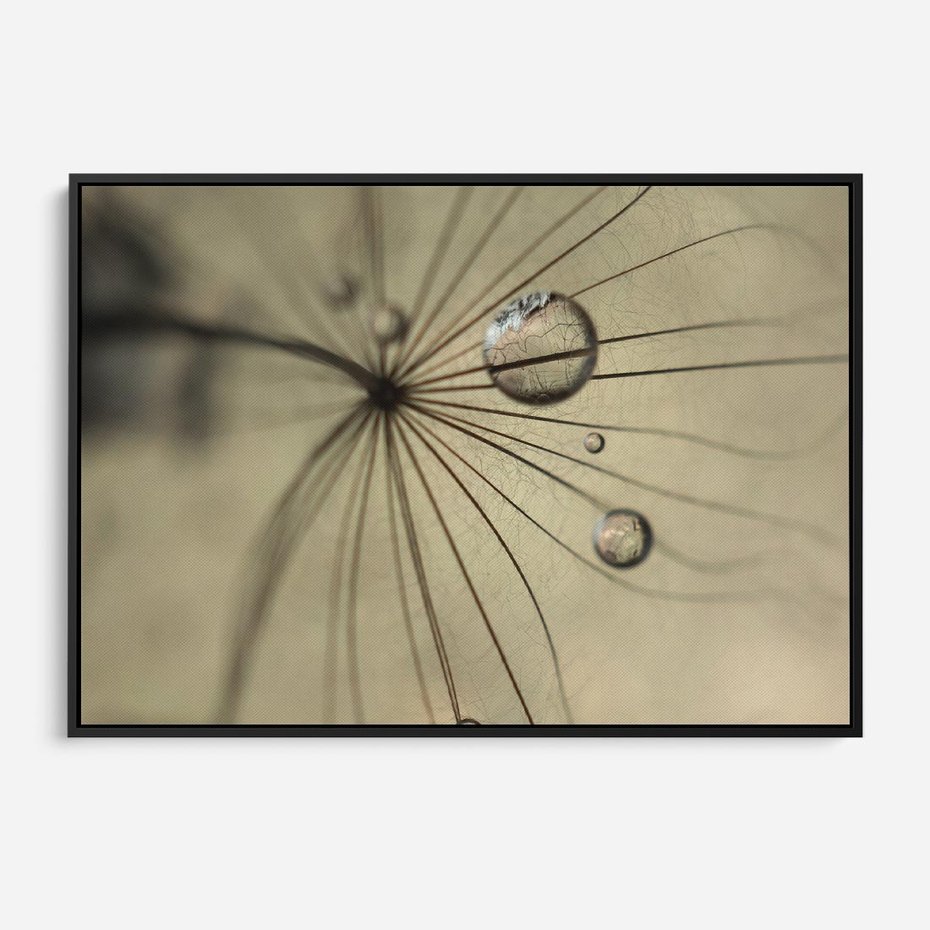 Obraz w ramie 70x50 - Delikatność dmuchawców - dmuchawce, krople - rama czarna
