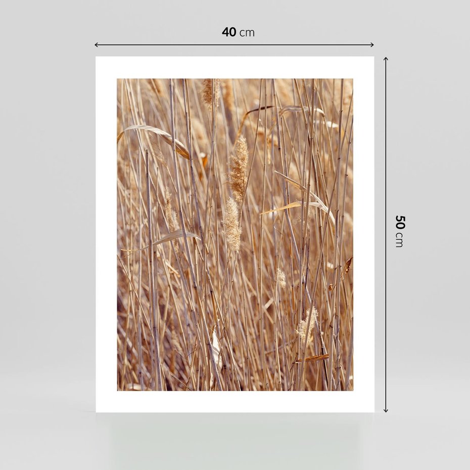 Plakat bez ramy 40x50 - Mistrzowskie suche trawy - suche, trawy