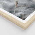 Plakat w ramie 30x40 - Piękno w Delikatności - dmuchawiec, makro zdjęcie - rama drewno