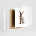 Plakat w ramie 40x50 - Delikatna Zwierzęca Uroda - królik, zwierzę - rama biała