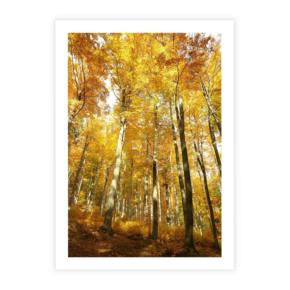 Plakat bez ramy 30x40 - Jesienny Las - Kolorowa Paleta Natury - jesień, drzewa