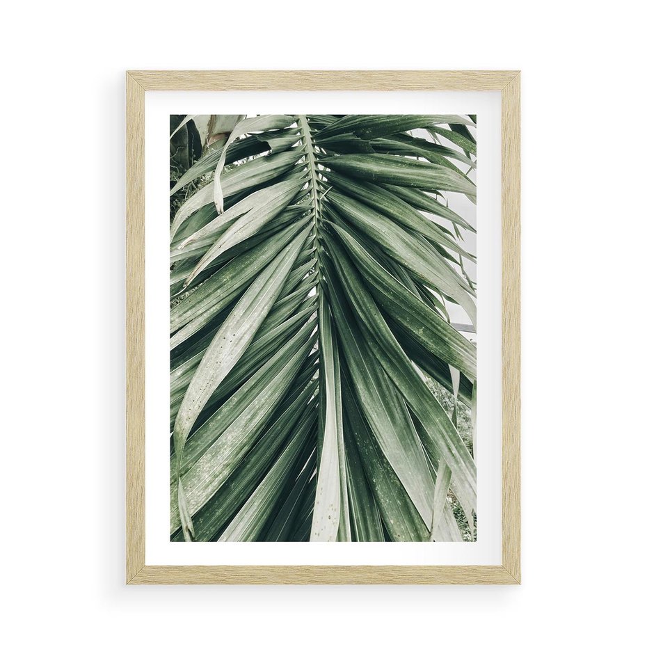 Plakat w ramie 50x70 - Spokojna Piękność Palmowych Liści - palma, liście palmy - rama drewno