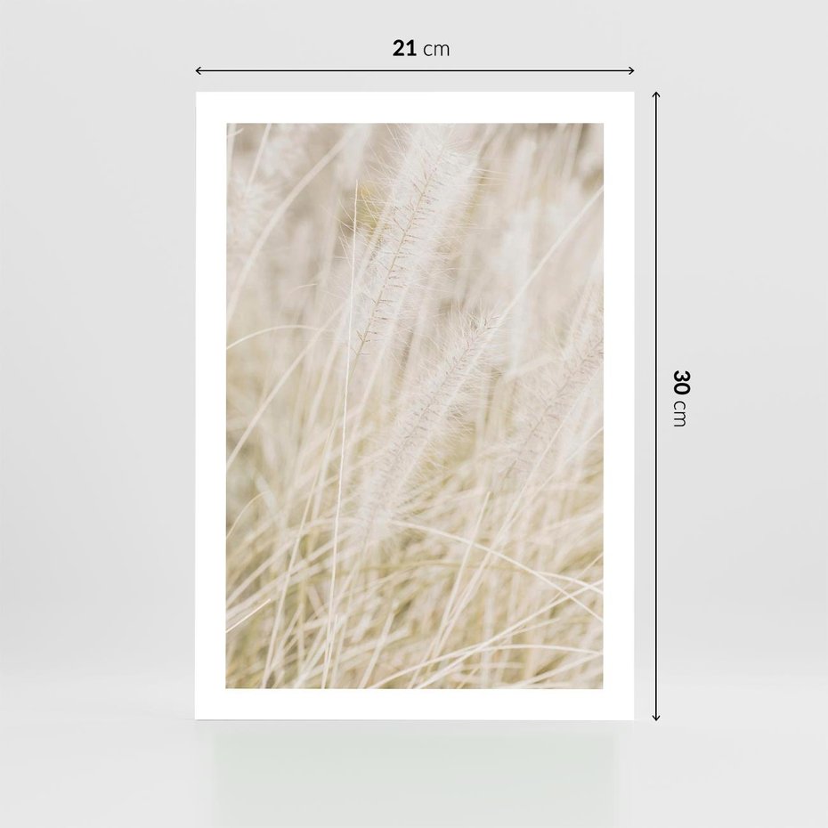 Plakat bez ramy 21x30 - Białe Trawy Pampas - suche trawy, białe trawy