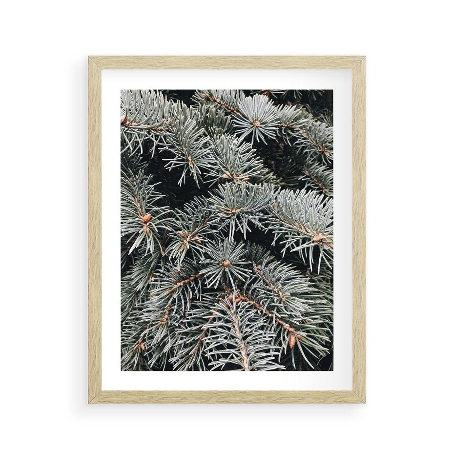Plakat w ramie 40x50 - Zima na Gałęziach - sosnowe gałęzie, igły - rama drewno