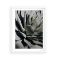 Plakat w ramie 50x70 - Sukulenty wśród kaktusów - sukulenty, kaktusy - rama biała