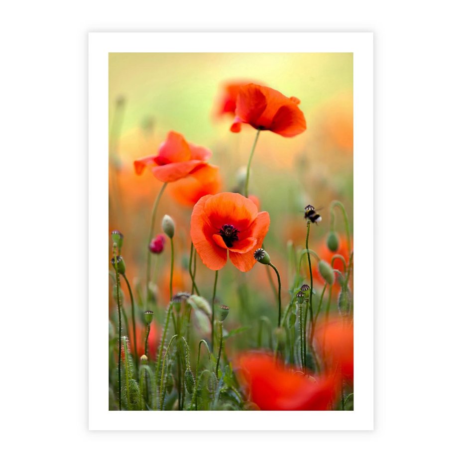 Plakat bez ramy 40x50 - Makowa Pasja - maki, kwiaty