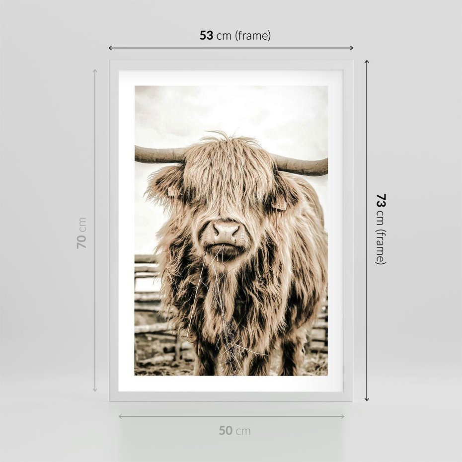 Plakat w ramie 50x70 - Klimat Wiejskiego Życia - amerykańska krowa, byk - rama biała
