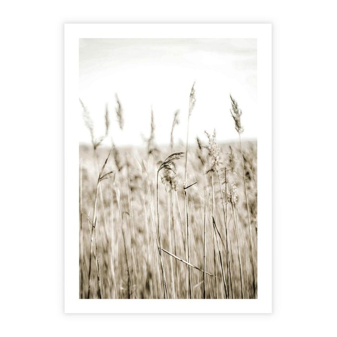 Plakat bez ramy 21x30 - Nostalgiczny Pejzaż - suche trawy, pole