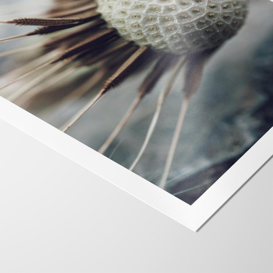 Plakat bez ramy 30x40 - Makro Dmuchawiec - dmuchawiec, zbliżenie