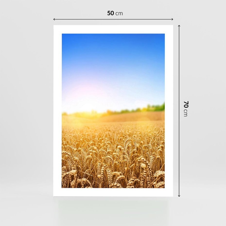 Plakat bez ramy 50x70 - Żyzne Pola - pole, pszenicy