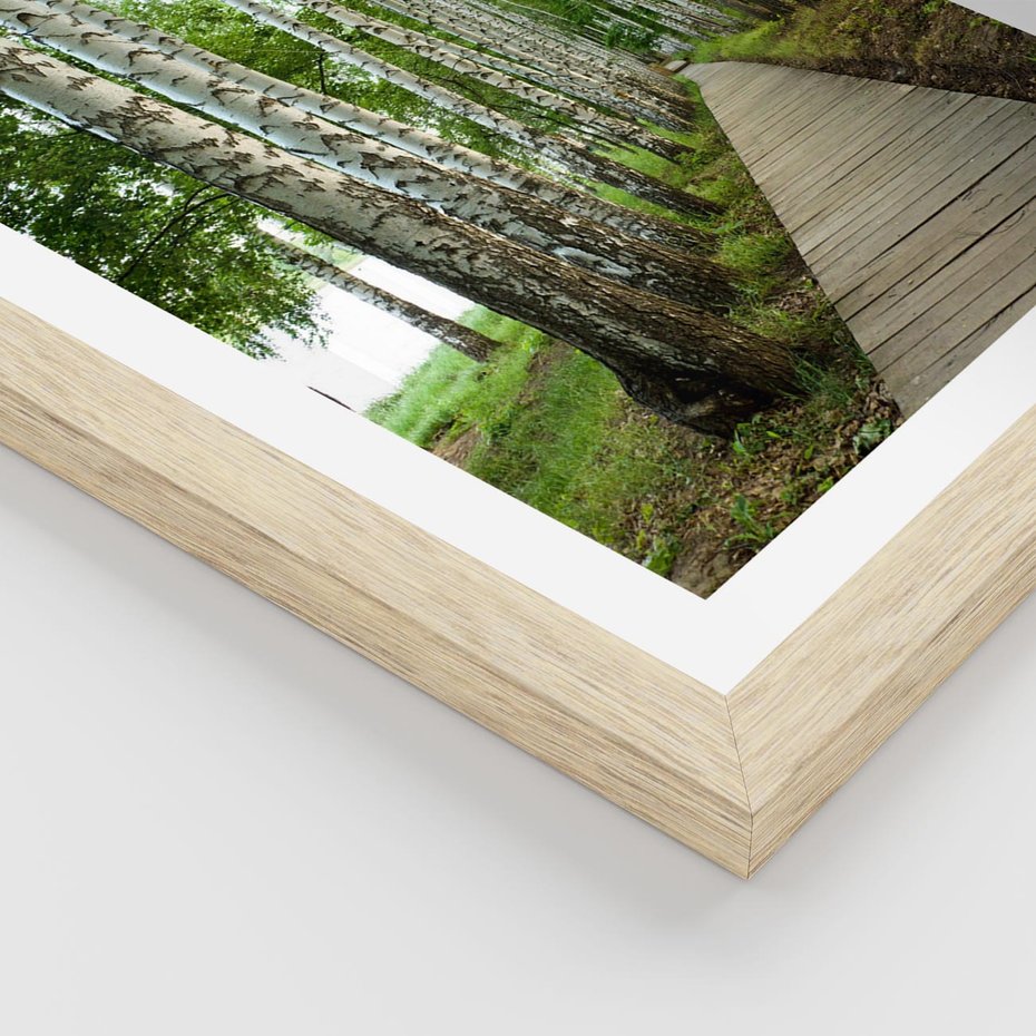 Plakat w ramie 30x40 - Spacer ścieżką przez brzozowy las - las, ścieżka - rama drewno