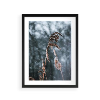 Plakat w ramie 40x50 - Zima na Łonie Natury - sucha wysoka trawa, w zimie - rama czarna