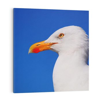 Obraz na płótnie 40x40 - Mewa nad morzem - mewa, pstak