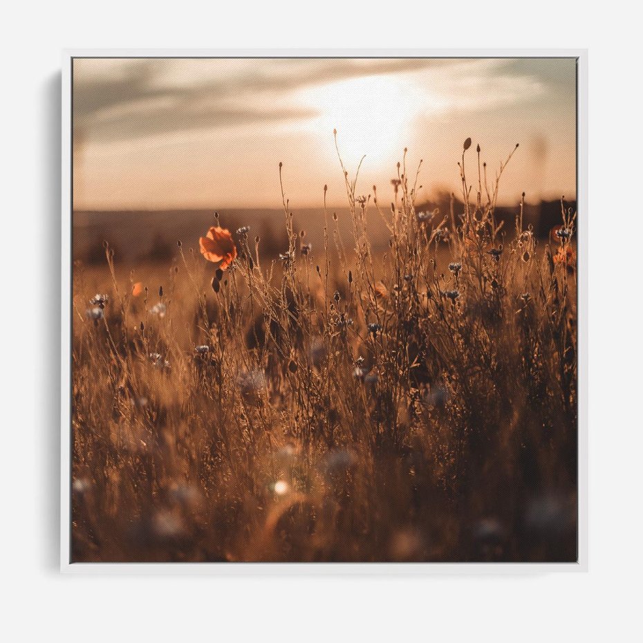 Obraz w ramie 50x50 - Zachwyt zachodem słońca na łące - zachód, słońca - rama biała