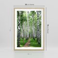 Plakat w ramie 50x70 - Magia lasu pełnego brzóz - las, brzozy - rama drewno